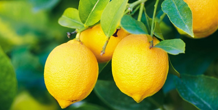 лимон при похудении