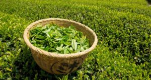 полезные и вредные свойства зеленого чая